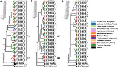 Specialization on Ficus Supported by Genetic Divergence and Morphometrics in Sympatric Host-Populations of the Camellia Aphid, Aphis aurantii